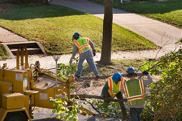 Best Tree Removal Cost  in Hailey, ID